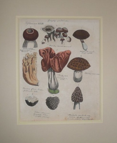 Pflanzen XXXIV,edible mushrooms,Bertuch